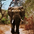 L’éléphant du forêt d’Afrique en voie de disparition et nouveaux robots en objets et matériaux recyclés